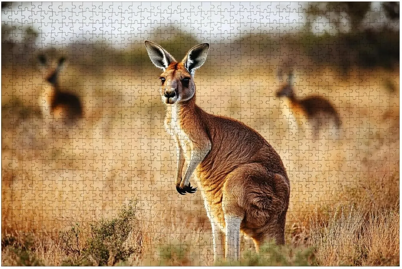 Puzzles for Adults 1000 Pieces Red Kangaroo grasslands Australian Wooden Jigsaw Puzzles Challenging Fun Educational Family Games Kid Toys Art Work Gift Home Decor