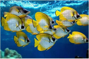 Puzzles for Adults 1000 Pieces School Colorful Tropical Fish Wooden Jigsaw Puzzles Challenging Fun Educational Family Games Kid Toys Art Work Gift Home Decor