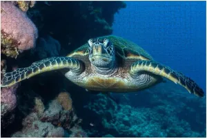 Puzzles for Adults 1000 Pieces Two Sea Turtles Swim Tandem Matching Fish Reef Wooden Jigsaw Puzzles Challenging Fun Educational Family Games Kid Toys Art Work Gift Home Decor